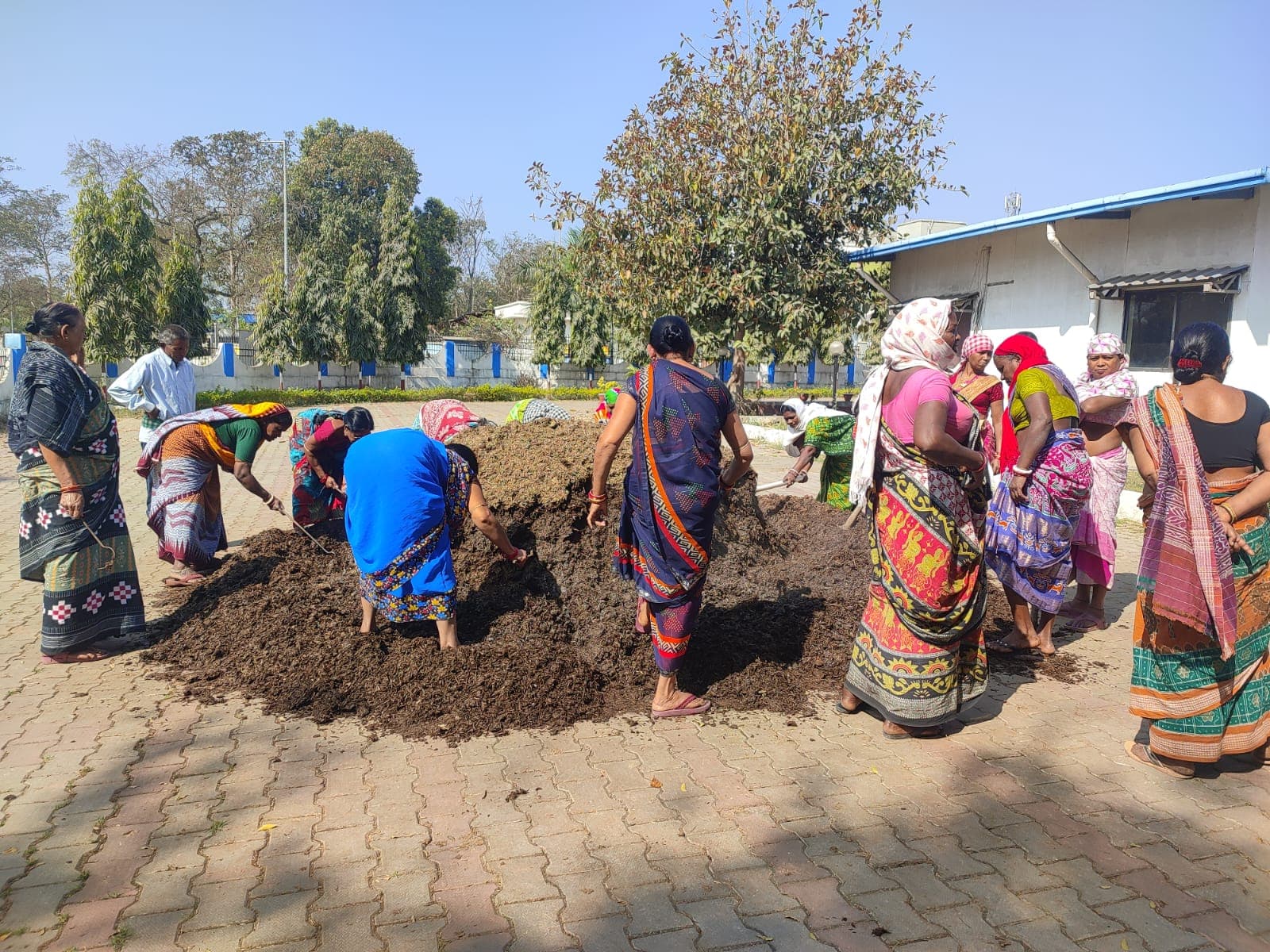 Preparing compost substrate for button mushroom cultivation