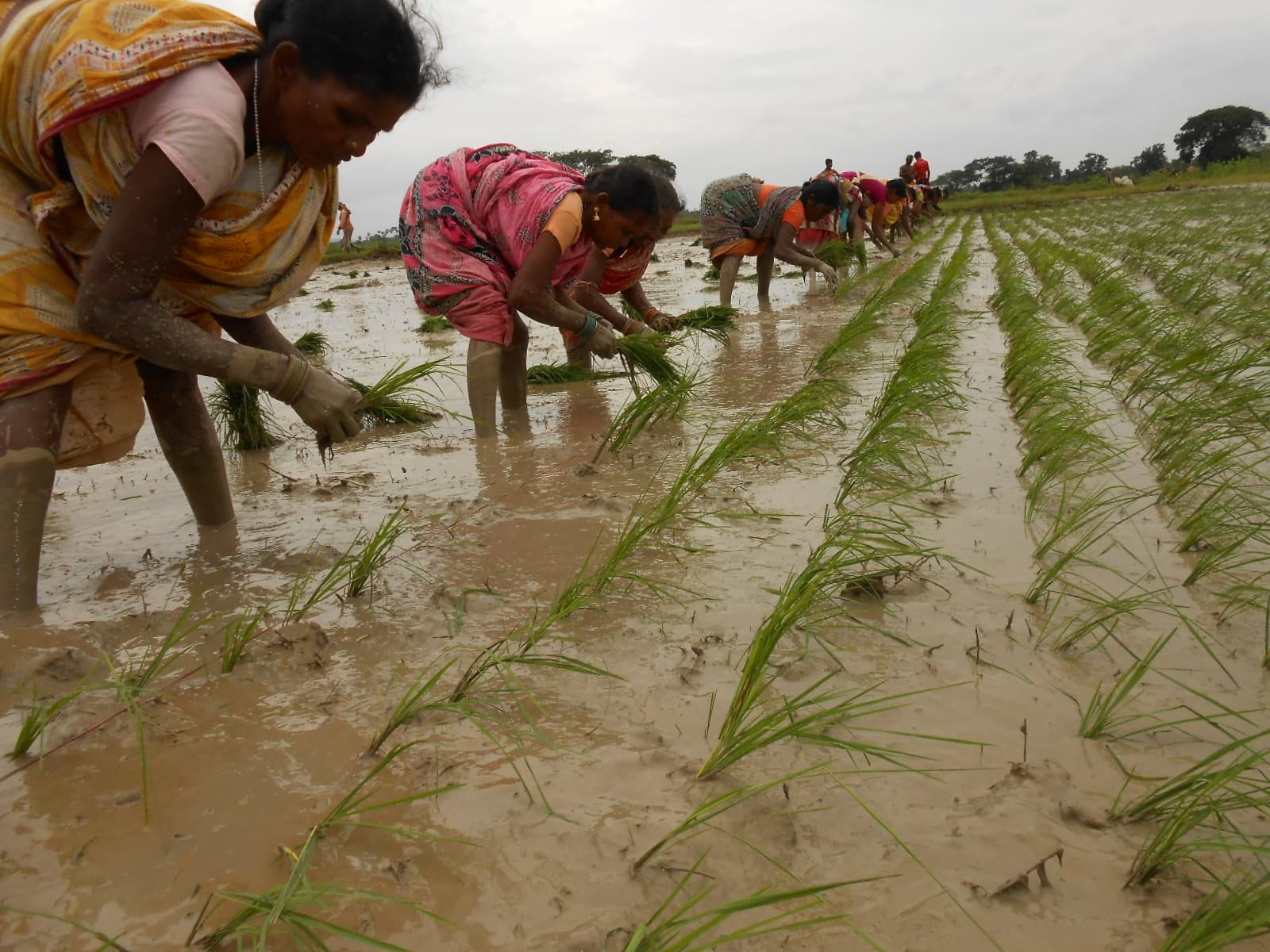 Line transplanting demonstration, Banarpal Block, Angul