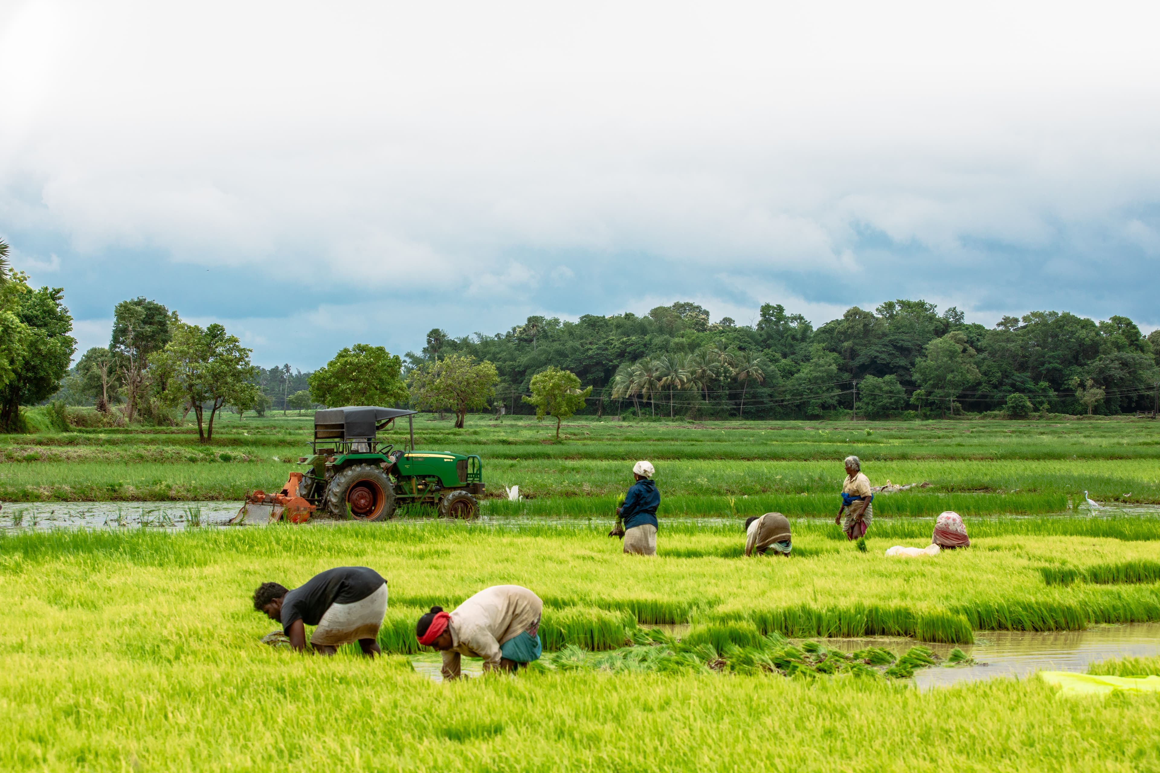 Farmers transplanting rice in a paddy field in rural India